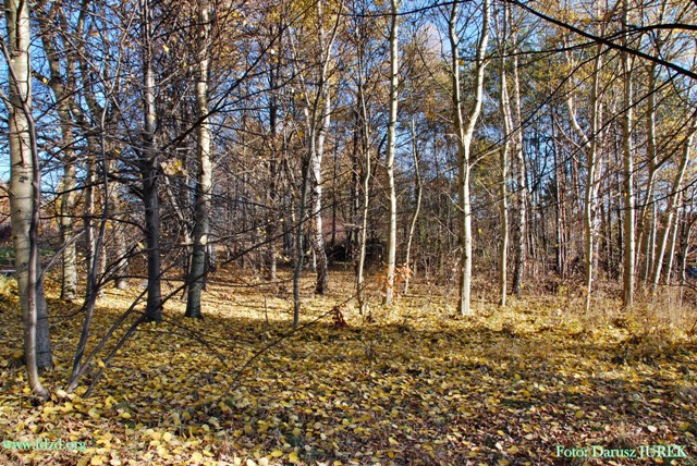 Sosnowiec-Milowice Cmentarz żydowski 005.JPG