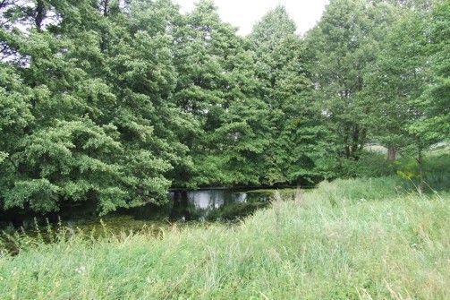 staw nad Wartą niedaleko osady młyńskiej Roka