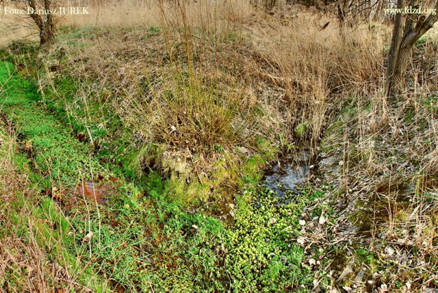 Sosnowiec Potok Zagórski 04.JPG