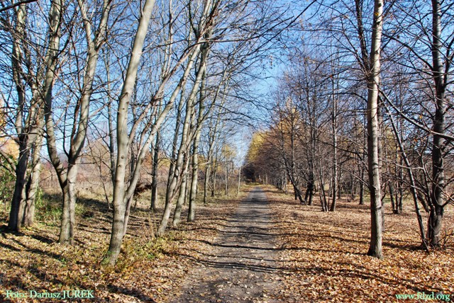 Sosnowiec-Milowice Cmentarz żydowski 013.JPG