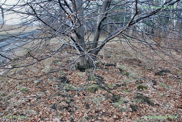 Sosnowiec-Milowice Cmentarz żydowski 038.JPG