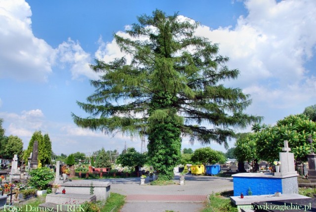 Dąbrowa Górnicza Cmentarz katolicki ul. Starocmentarna 007.JPG