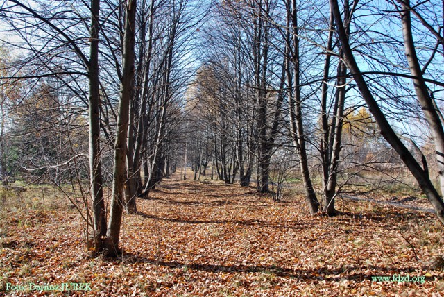 Sosnowiec-Milowice Cmentarz żydowski 010.JPG