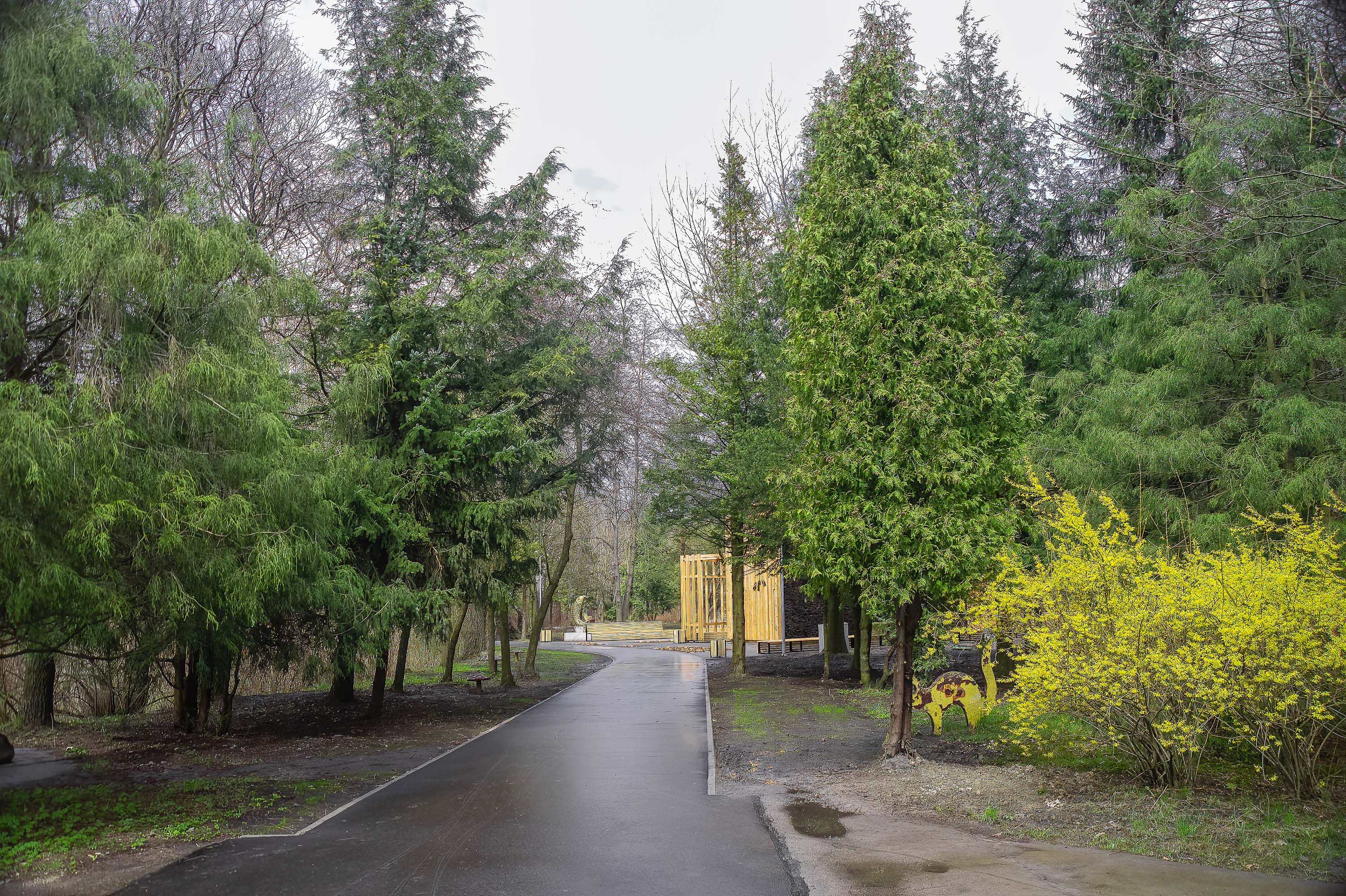 Park Kuronia w Sosnowcu - alejka.jpg