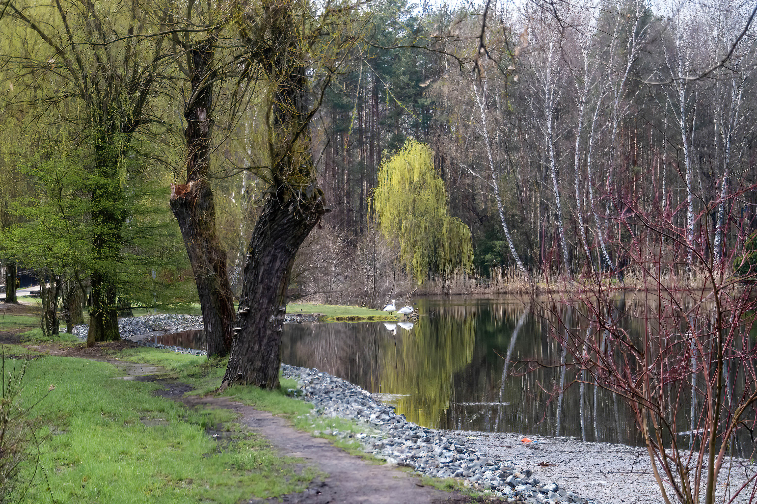 Park Kuronia w Sosnowcu staw Leśna.jpg